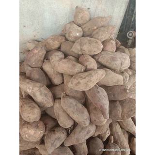 Combo 3kg Khoai sâm đất (củ to)