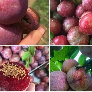 Cây giống mận hậu cho thu hoạch sớm 8 tháng có trái