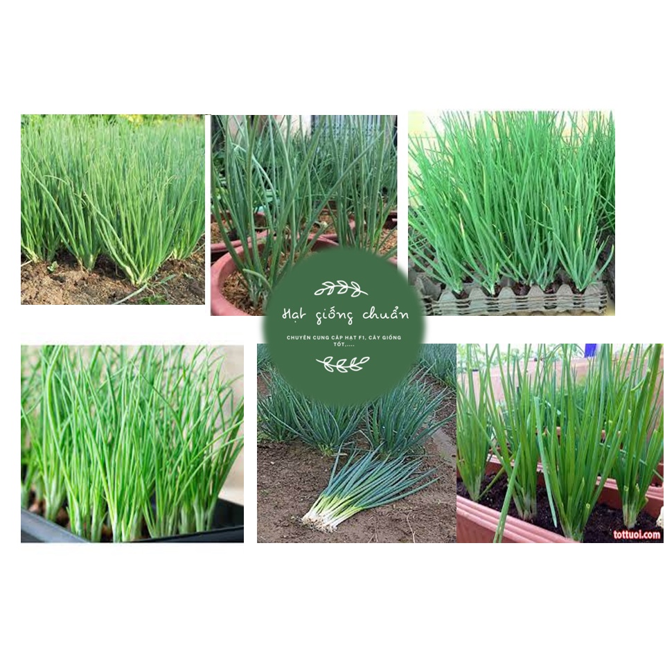 Hành hương Xanh (hành hoa, hành lá) gói 5 gram - shop HẠT GIỐNG CHUẨN