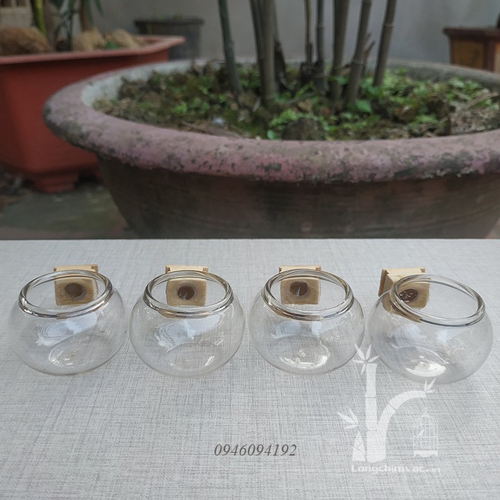 Cóng chòe đất, yến