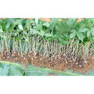 CÂY GIỐNG SÂM NGỌC LINH