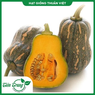 Hạt giống bí đỏ tn - 01