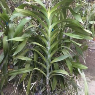 Cửu bảo tiên cây to