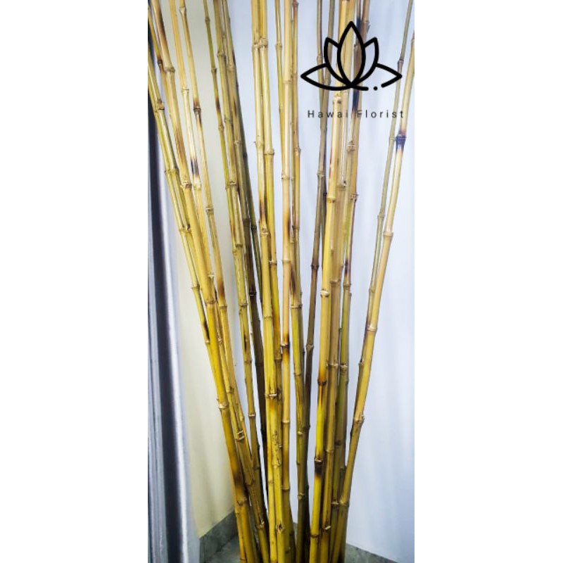 Set 10 cây tre tự nhiên 190cm chuyên dụng | BigBuy360 - bigbuy360.vn