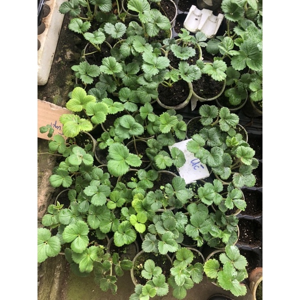 5 cây Mô ly dâu tây 1-1,5 tháng có 9-10 giống dâu, inb shop để biết chi tiết tên giống