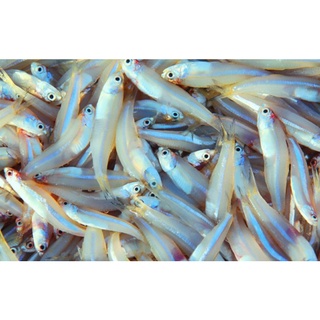 KHAY CÁ CƠM TƯƠI 250g
