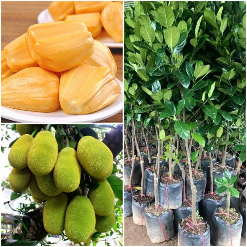 Cây giống mít Thái da xanh siêu sớm rất dễ trồng.