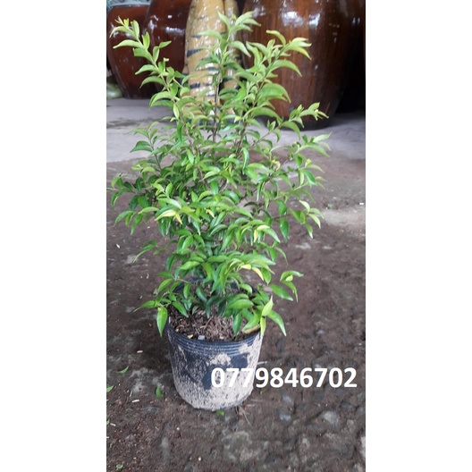 Mai chiếu thủy lá trung