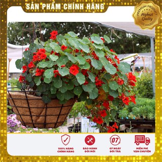 Hạt giống hoa Sen Cạn nhiều màu gói 15 Hạt đủ màu