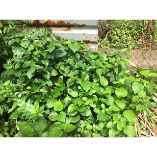 Cây lá lốt trồng là sống nhanh tốt