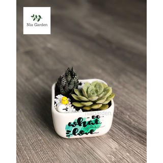 Chậu cây gốm sứ vẽ, vuông thấp mini