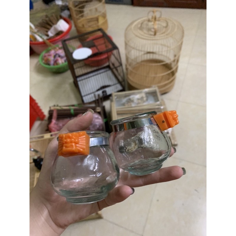 Cóng ăn cho cu gáy hoặc cóng giác tai hổ