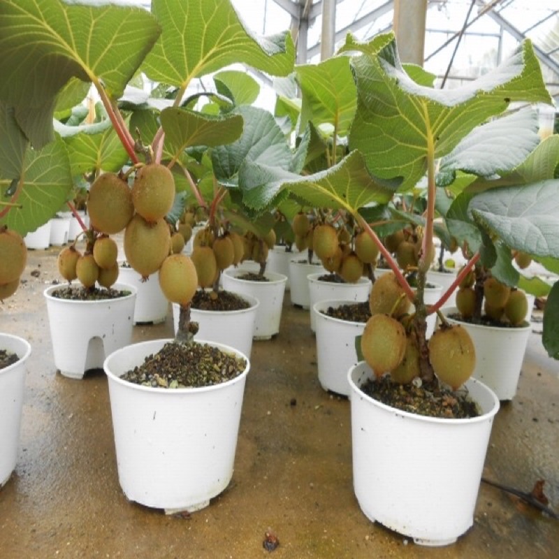 Cây kiwi leo ruột vàng hoặc xanh