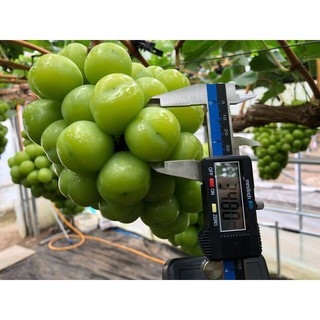 CÂY GIỐNG NHO SỮA