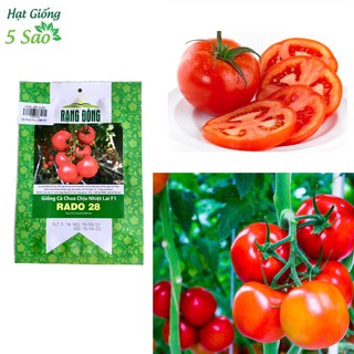 Hạt giống cà chua chịu nhiệt lai F1 Rado 28