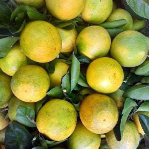 Cam xoàn - 1kg