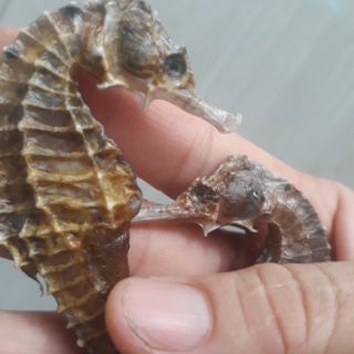 1 cặp cá ngựa khô size 13cm-14cm
