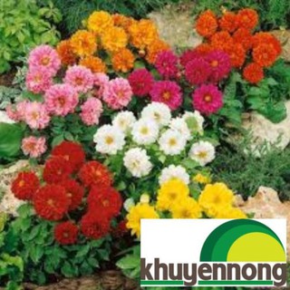 hạt giống hoa thược dược lùn 40 hạt