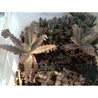 Combo 3 Cây sen đá xương cá Kalanchoe