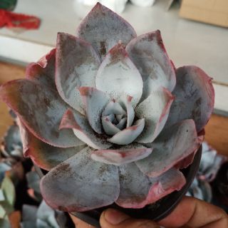 Echeveria Sangusta