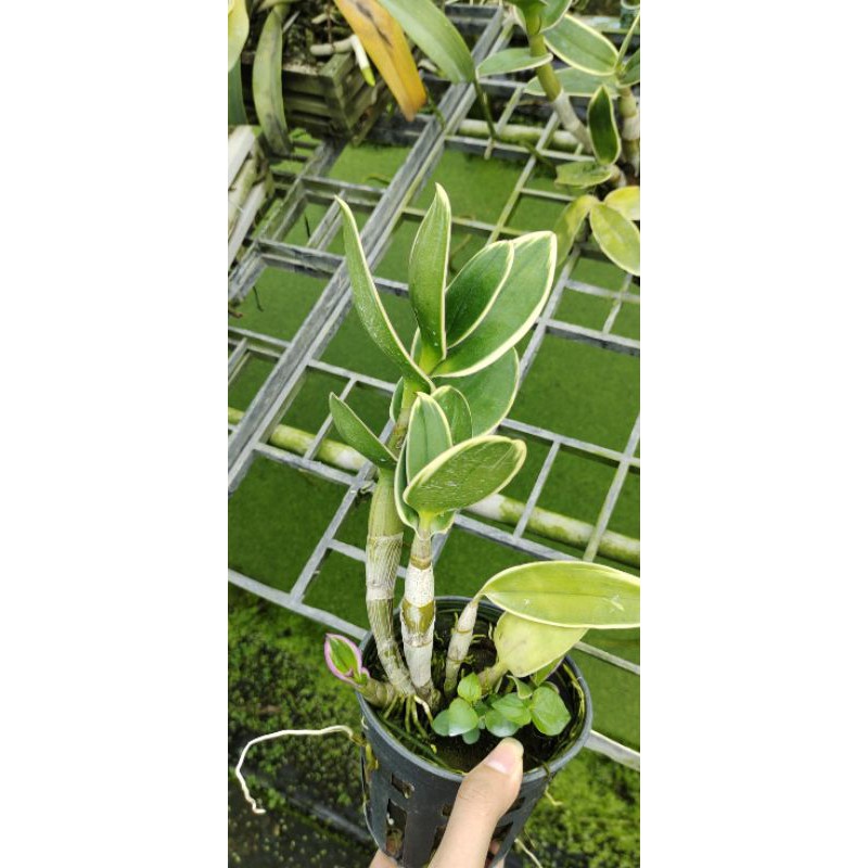 Den chớp thongchai gold