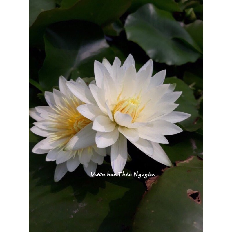 Cây hoa súng Thái Lan - Trắng Tinh Khôi Josephin Đ-06