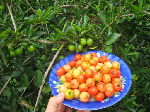 CÂY GIỐNG CÂY SƠ RI THÁI TRÁI NGỌT, SIÊU QUẢ + Tặng 02 cây nhót ngọt