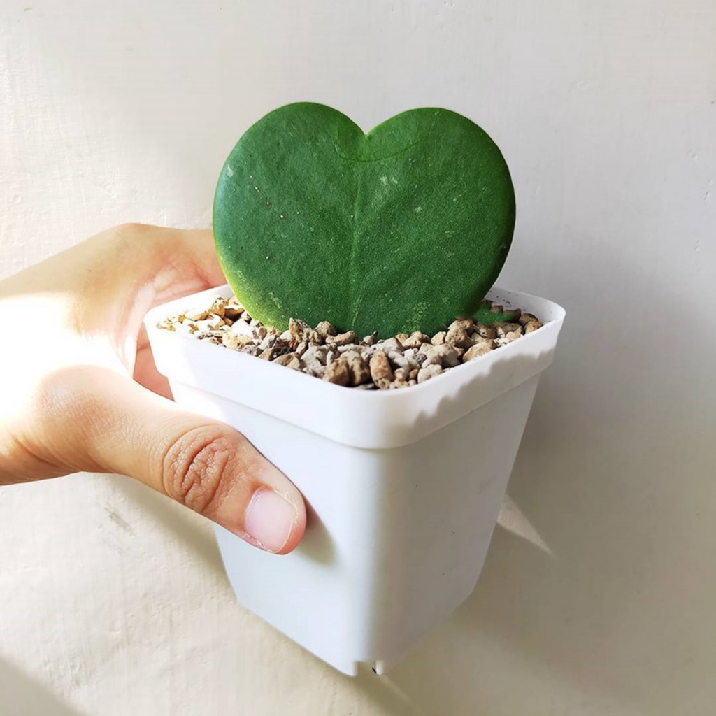 Xương rồng Tim LOVE - Siêu khỏe, xuất sứ Đà Lạt , Lỗi 1 đổi 1