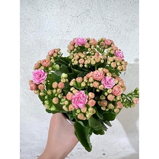 Sống đời kép các màu