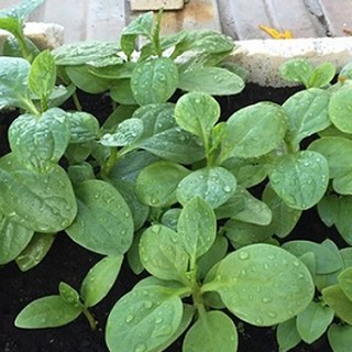 Hạt giống rau mồng tơi xanh lá to ( gói 20gram - STHGT )
