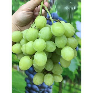 Hạt giống Nho Xanh không hạt Mỹ F1