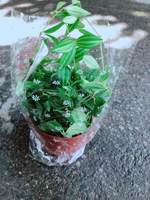 Chậu Cây Bình An