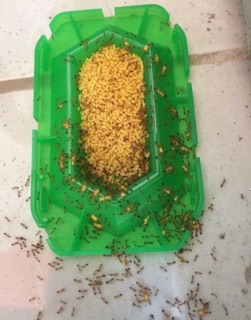Thuốc diệt kiến Nhật Bản