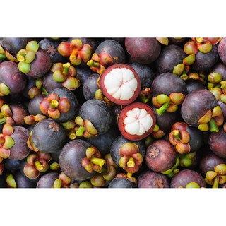 Cây giống măng cục cho trái sớm- Trang trí sân vườn- Cây hoa kiểng Đồng Tháp