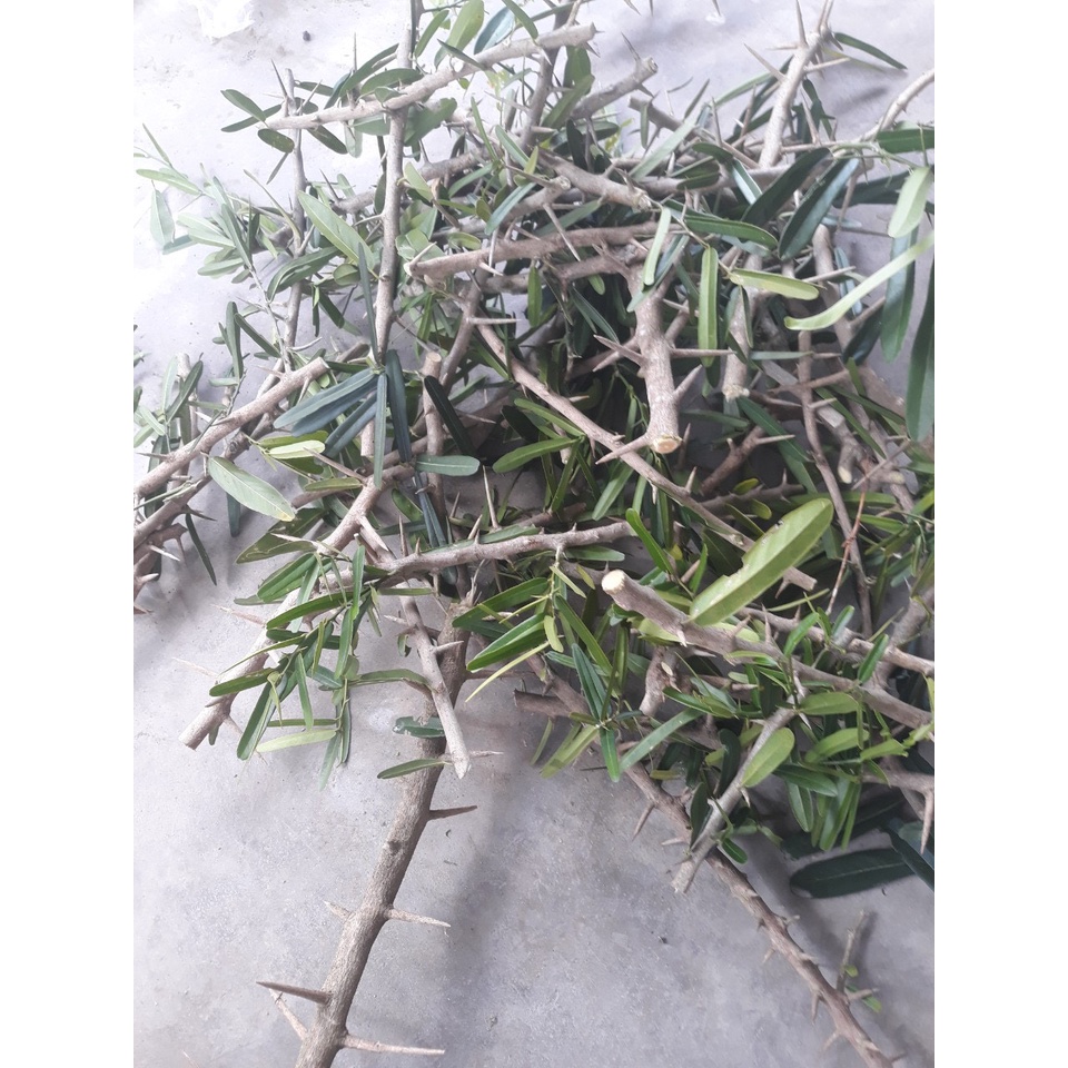 Trà Xáo Tam Phân Khánh Hoà 200g/bịch