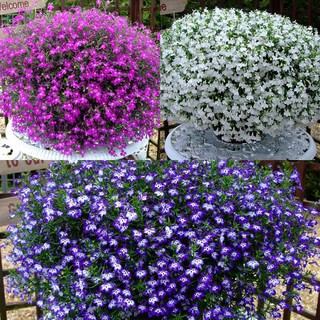 Hạt giống hoa Thúy điệp mix ( 40 hạt)
