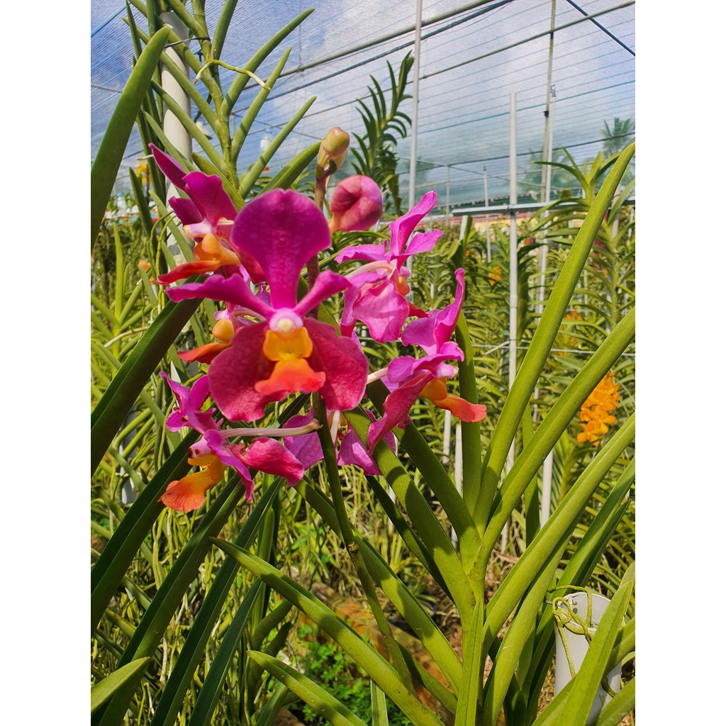 Lan Vanda Lá Kim nhiều màu