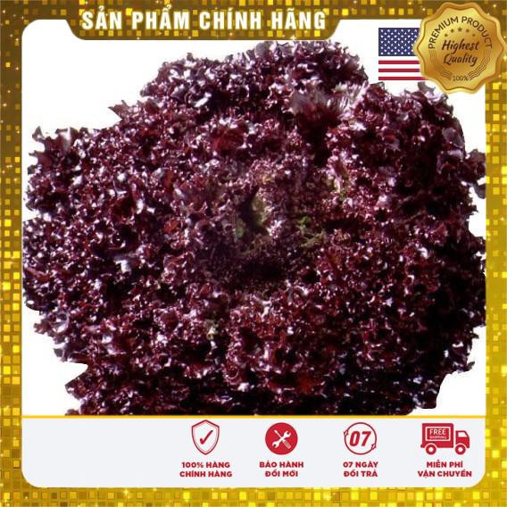 Hat giống rau xà lách xoăn tím 5GR USA