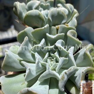 Sen Đá Cúc Trắng 🌼🌼🌼 - Size Bầu - Trung