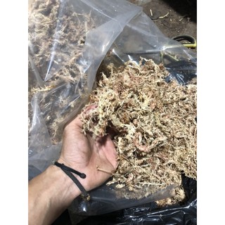 [100g] 1 túi dớn chile nhập khẩu