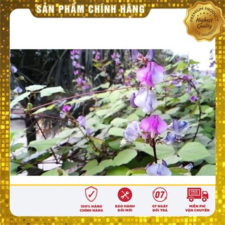 Hạt giống đậu ván xanh - 3 hạt