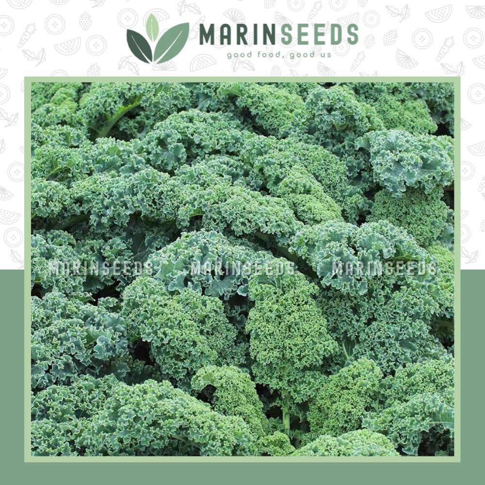 Hạt giống cải kale, hạt giống cải xoăn kale (10 hạt)