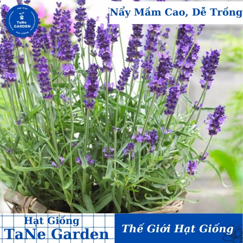 50h Hạt Giống Hoa Oải Hương Lavender TaNe Garden