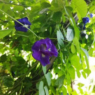 Hạt giống Hoa đậu biếc