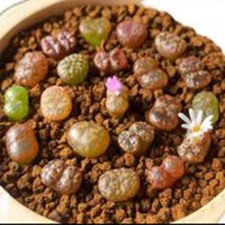 Cây conophytum pellucidum 0.7-0.9cm