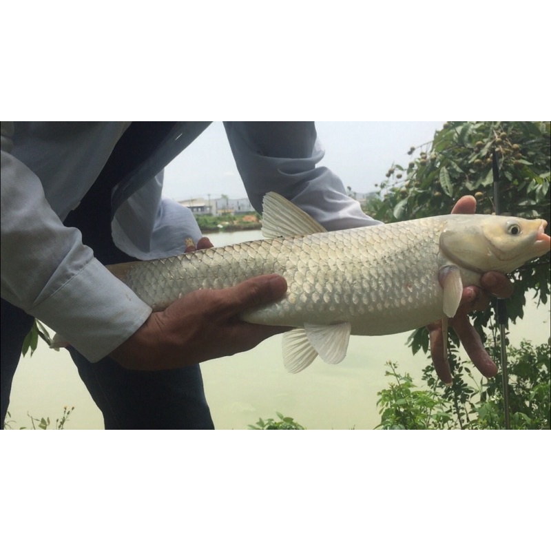 Mồi câu Chép Nâu Nanbei 350gram