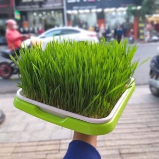 Combo 2 khay trồng và 1 kg hạt giống Cỏ Lúa Mì