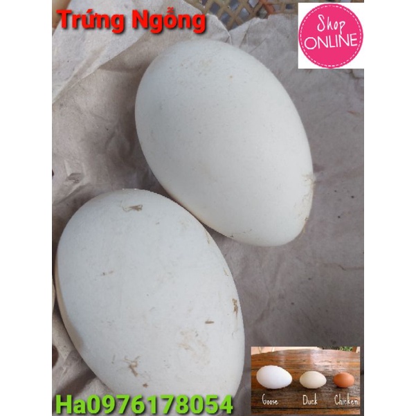 Trứng Ngỗng Ta ( 1 Quả )