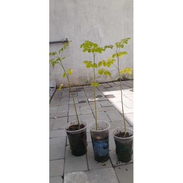 Cây Chùm ngây cao 20-30 cm