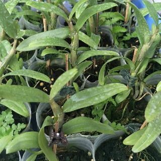Hoa phong lan - Giả hạc nù tali